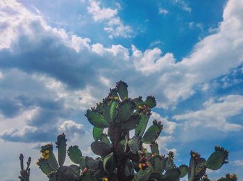 Low angle view of prickly pear cactus against sky