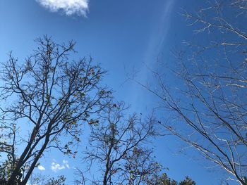 Low angle view of trees against blue sky