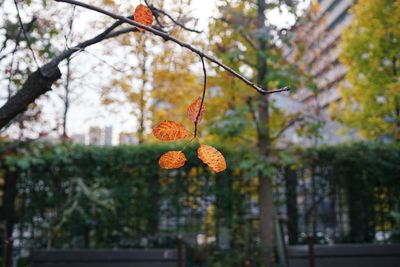 Low angle view of flowering plant against trees