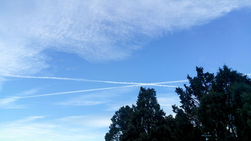Low angle view of trees against blue sky
