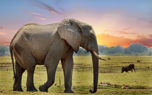 Elephant on field against sky during sunset