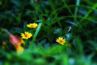 Close-up of yellow flowers blooming on field