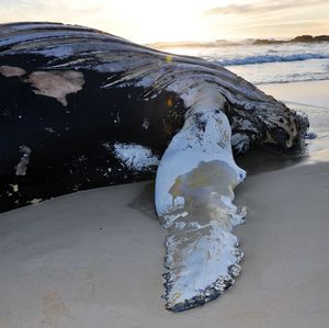 Snow covered land and sea against sky during sunset
