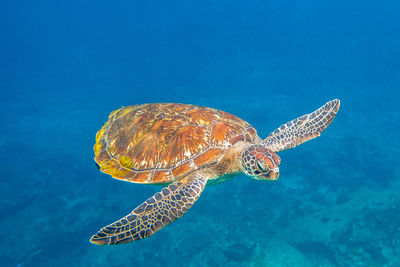 Turtle swimming in blue water