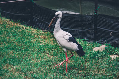 Bird perching on a field