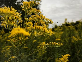 Close-up of yellow flowers growing in field