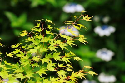 Close-up of plant