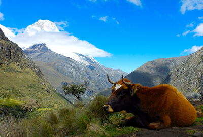 Cow standing on field against sky