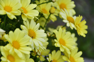 Close-up of yellow flowering plants