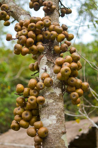 Close-up of grapes on tree