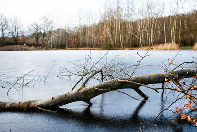 Close-up of bare tree by lake against sky during winter