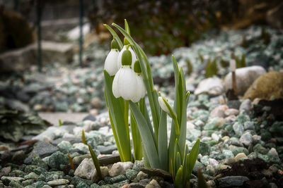 Close-up of white rose on rock