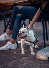 Low section of woman with dog sitting on seat