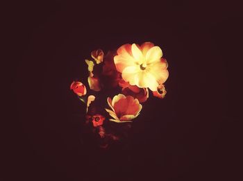 Close-up of flower over black background