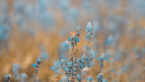 Close-up of butterfly on flower