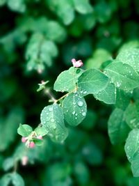 Close-up of water drops on plant