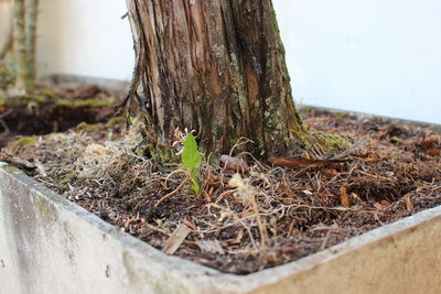 Close-up of tree trunk