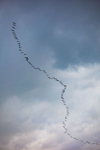 Low angle view of birds flying against sky