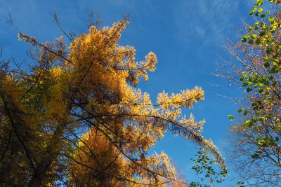 Low angle view of trees against sky