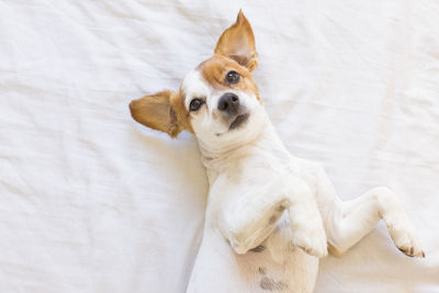 High angle view of dog lying down