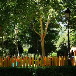 View of street lights by trees