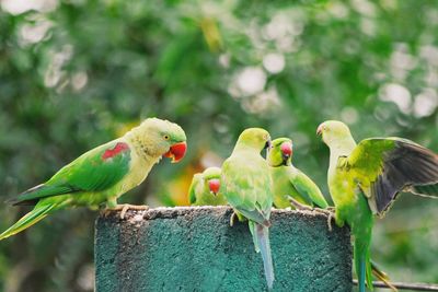 Close-up of parrot