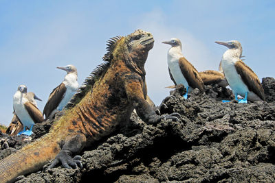 Low angle view of birds on rock