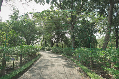 Dirt road amidst trees