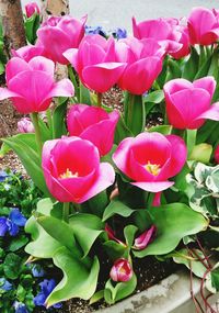 Close-up of pink flowers