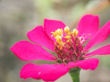 Close-up of pink flower blooming outdoors