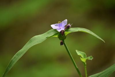 Close-up of purple flowering plant