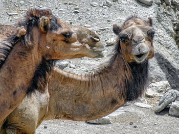 A couple of camels