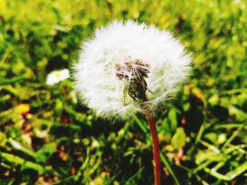 Close-up of dandelion on land