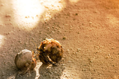 Close-up of crab on sand