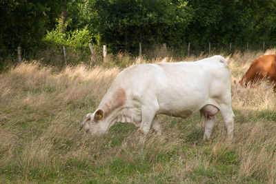 Side view of a horse on field