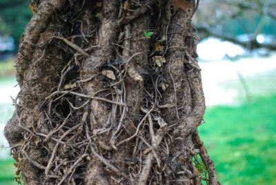 Close-up of tree trunk