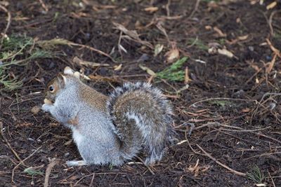 High angle view of squirrel on field