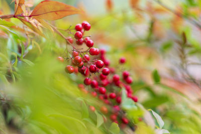 Close-up of berries growing on tree