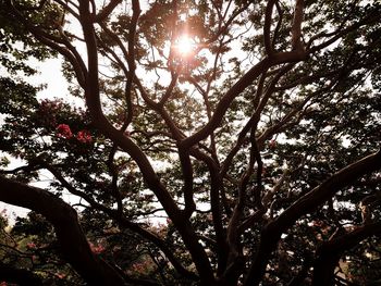 Low angle view of trees in forest against sky