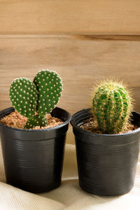 Cactus plants on table