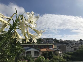 Close-up of white flowering plant against building