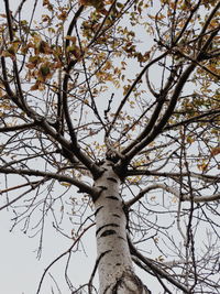 Low angle view of bare tree against sky