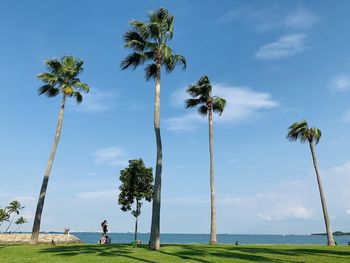 Palm trees on field against sky