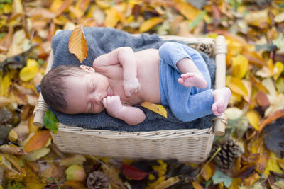 Baby boy in basket during autumn