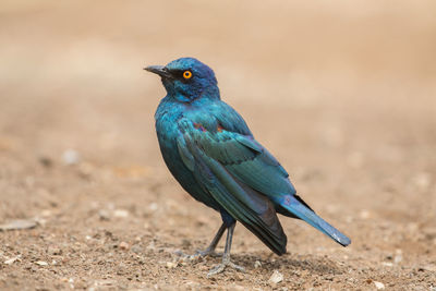 Close-up of bird perching outdoors