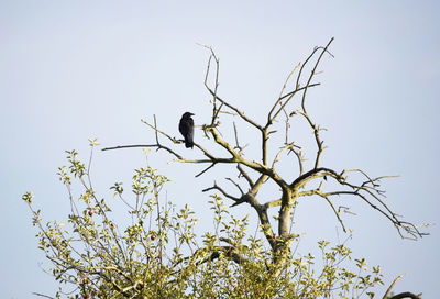 Low angle view of bird perching on a tree