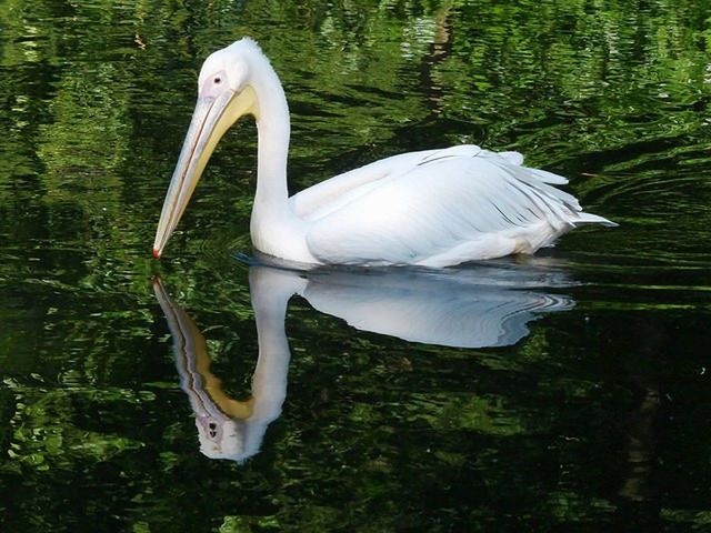 WHITE SWAN ON LAKE