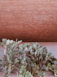 Close-up of flowering plant against wall