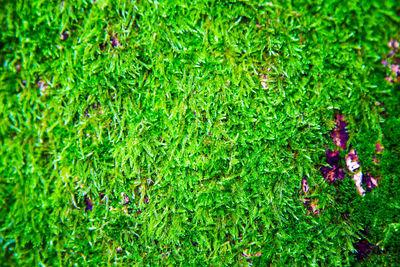 Full frame shot of fresh green grass