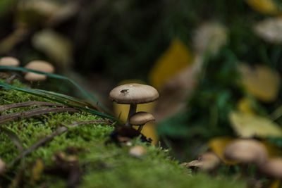 Close-up of mushroom growing on field